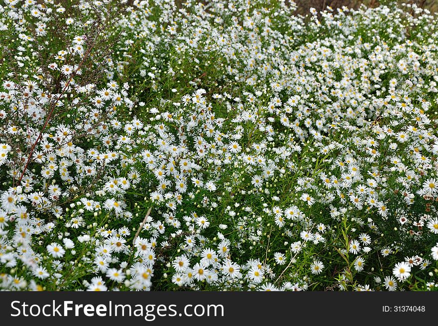 White marguerite rates on a meadow.