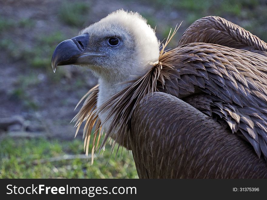 Portrait Of An Old Eagle