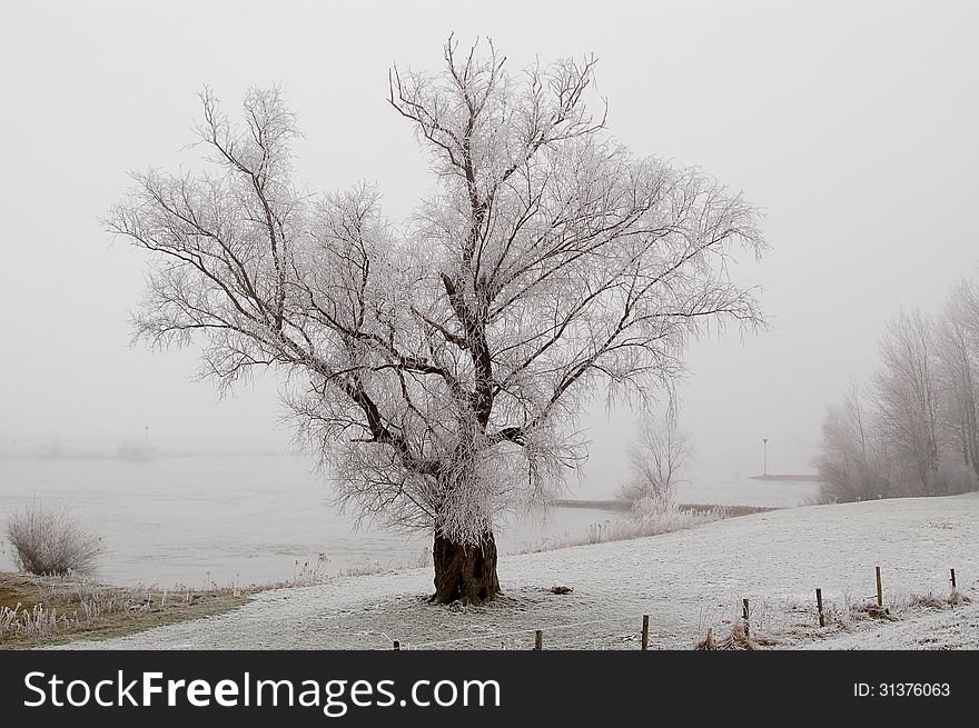 Lonely frozen tree at the river