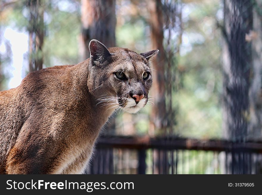 Mountain lion in the zoo. Mountain lion in the zoo