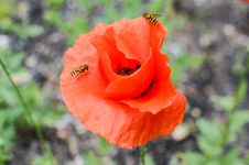 Closeup Of Poppy Flower Stock Photos Closeup Of Poppy Flower Stock Photos
