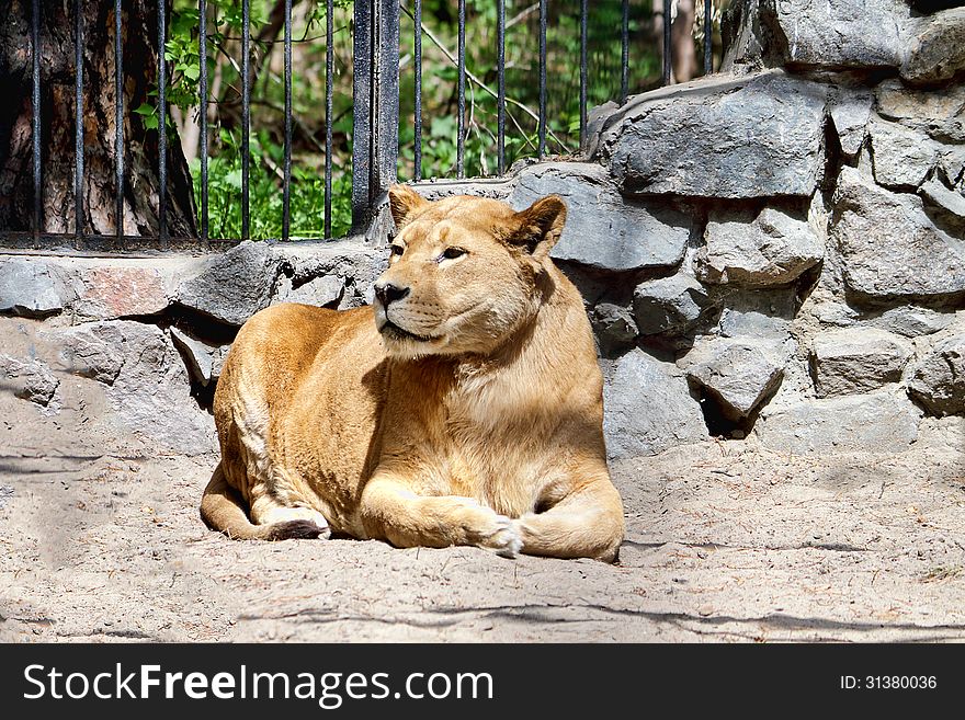 Lioness lying at the zoo. Lioness lying at the zoo