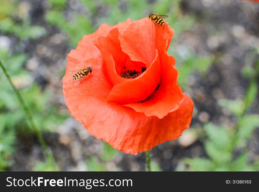 Closeup of red poppy flower with two insects. Closeup of red poppy flower with two insects