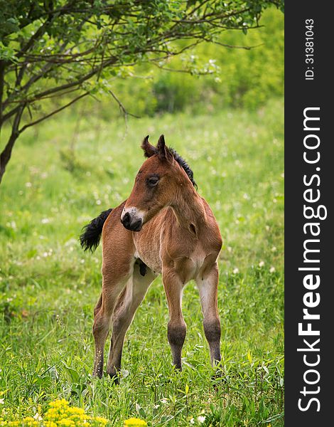 Young foal in the green field