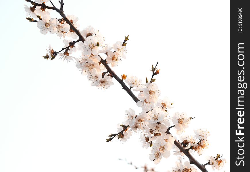 Apricot branch with flowers in the morning sun