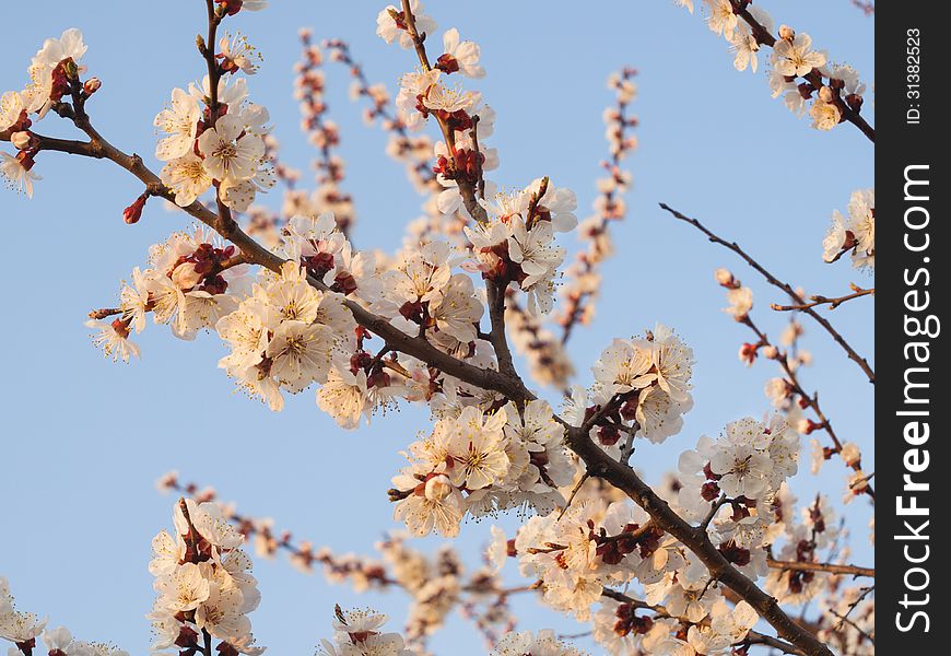 Apricot branch with flowers in the morning sun