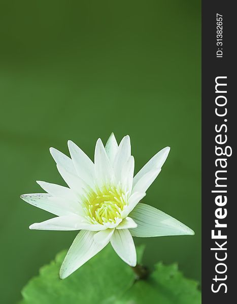 White lotus and green leaves in a pond