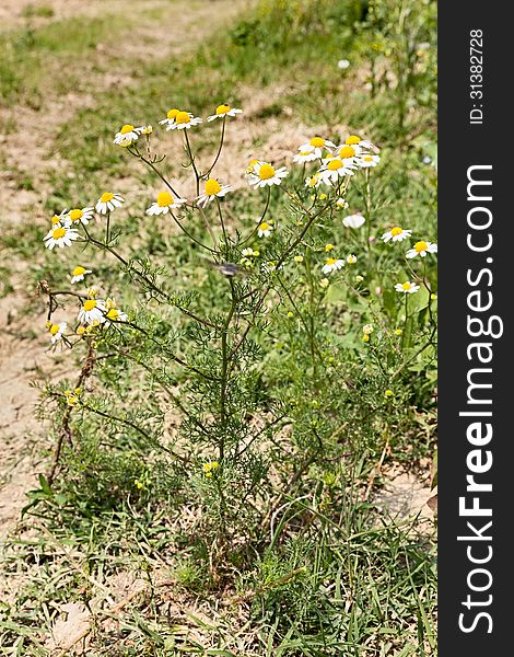 Chamomile, officinal plant, spontaneous flora - medicinal herb used to prepare healthy and relaxing teas