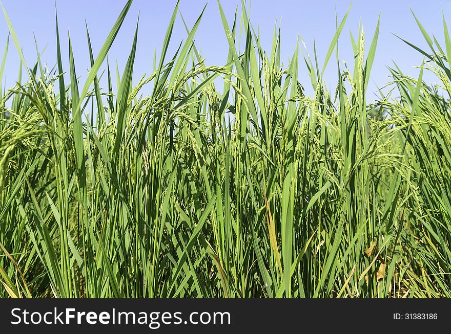 Farmers use rice fields for rice cultivation