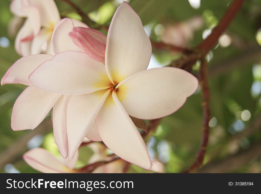 Pink frangipani flowers in Chiang Mai, Thailand