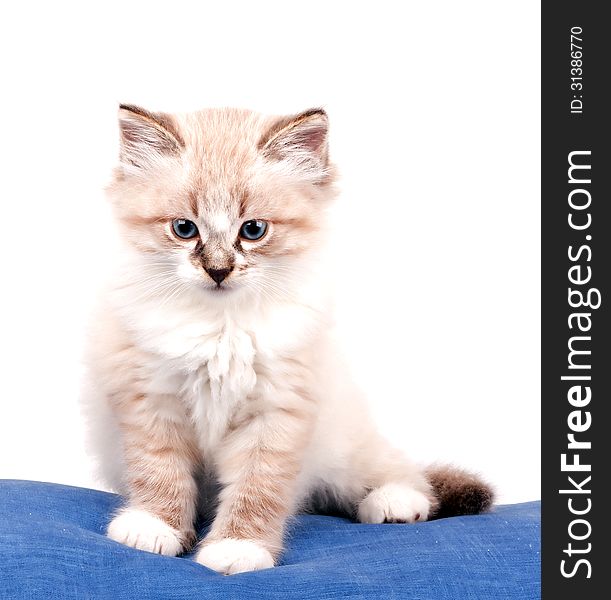 Small kitten sits on a blue cloth