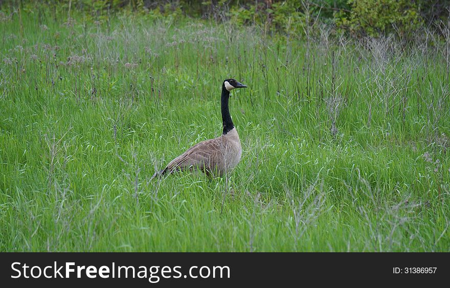 A canadian goose in a marsh area of minnesota