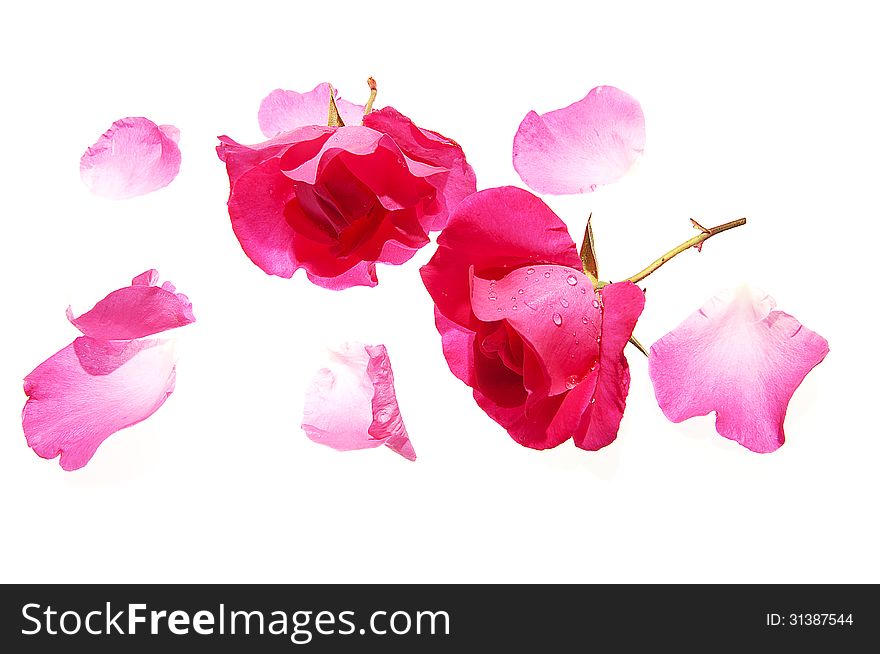 Roses with petals around on the white background. Roses with petals around on the white background