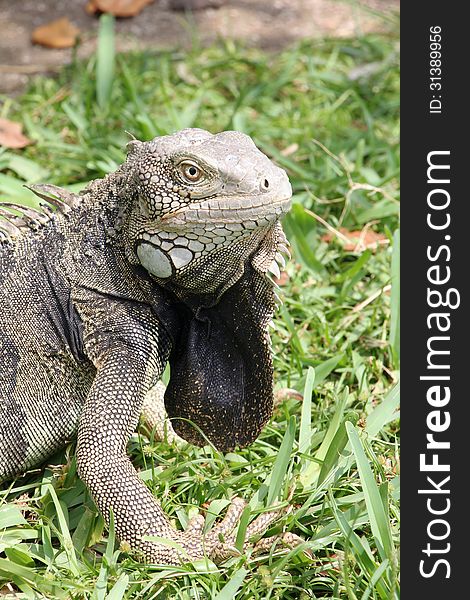 A green Iguana poses in a park in the US Virgin Islands. A green Iguana poses in a park in the US Virgin Islands