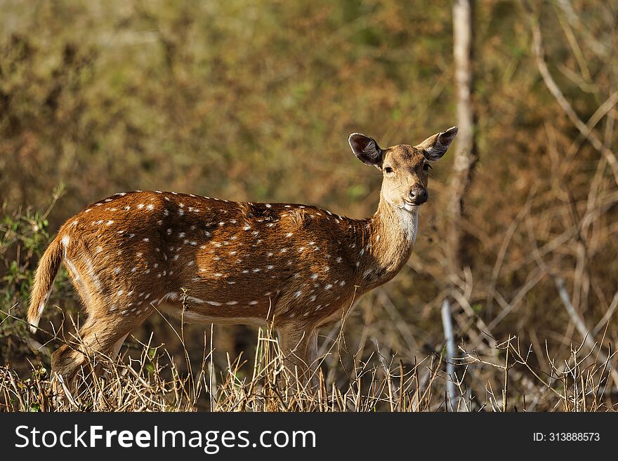 Spotted Deer Or Chital Deers Looking At Its Visitors At Bandipur National Park, Karnataka,india. This Picture Was Captured During