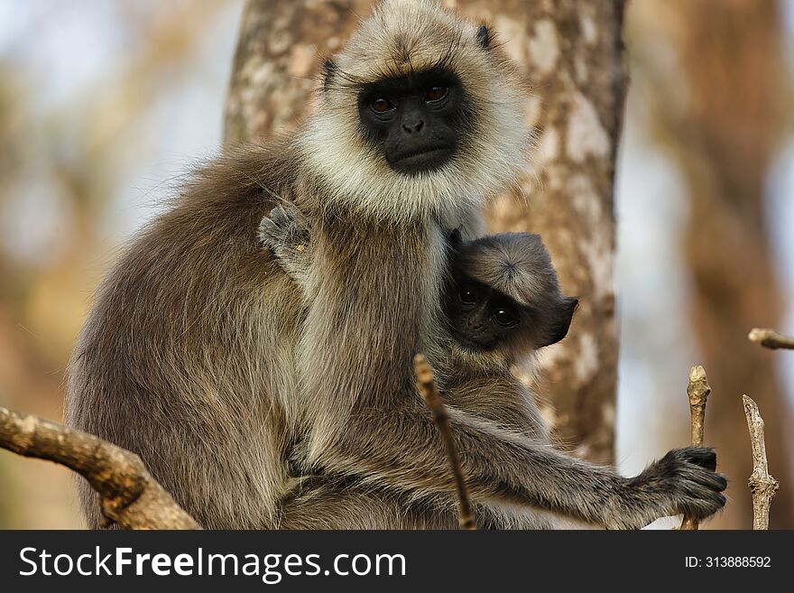 Cute little baby langur or monkey with its mother with beautiful background at bandipur national park