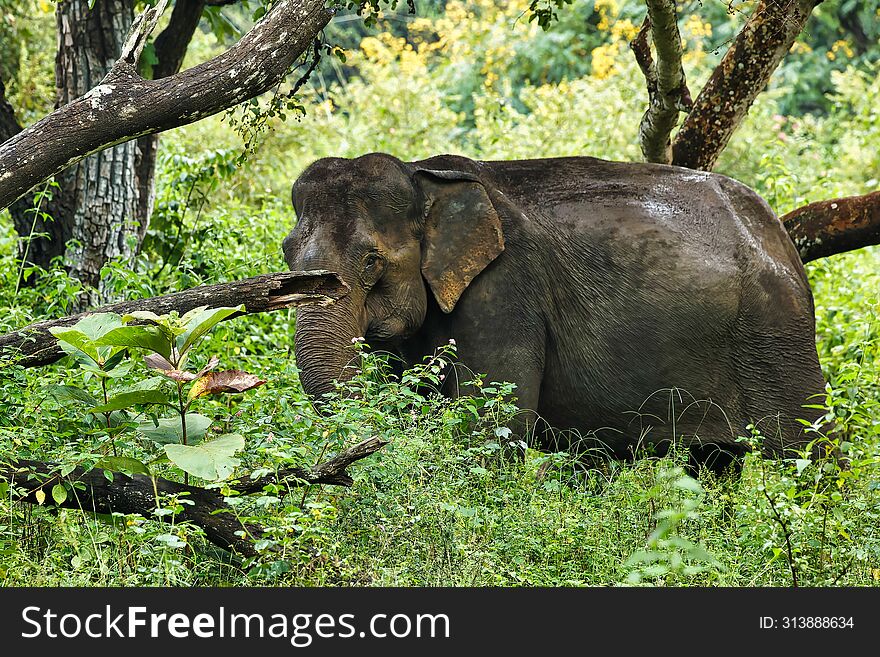 Asiatic elephant having its food at bandipur national park, karnataka india during monsoon this picture was clicked and it was all alone.