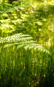 Fern Stock Photos Fern Stock Photos