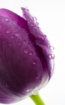 Wet Tulip Royalty Free Stock Images Wet Tulip Royalty Free Stock Images