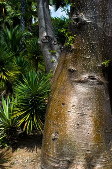 Trunks Bottle Trees. Stock Photos Trunks Bottle Trees. Stock Photos