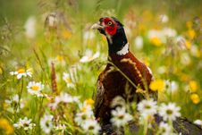 Pheasant Royalty Free Stock Photography Pheasant Royalty Free Stock Photography