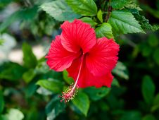 Hibiscus Flower Royalty Free Stock Images Hibiscus Flower Royalty Free Stock Images