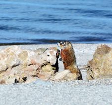 Marmot By The Lake Royalty Free Stock Photos Marmot By The Lake Royalty Free Stock Photos