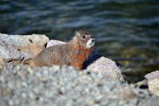 Marmot By The Lake Stock Images Marmot By The Lake Stock Images