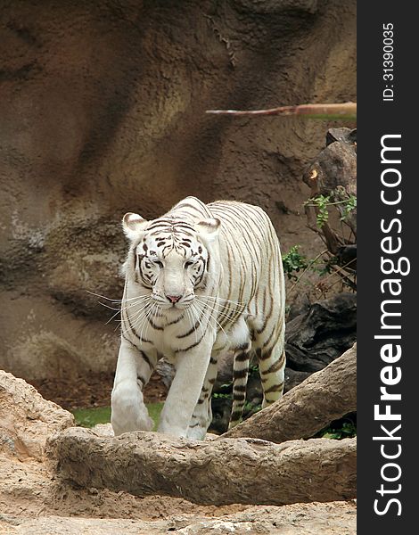 A white tiger in a park in Tenerife walks with purpose.