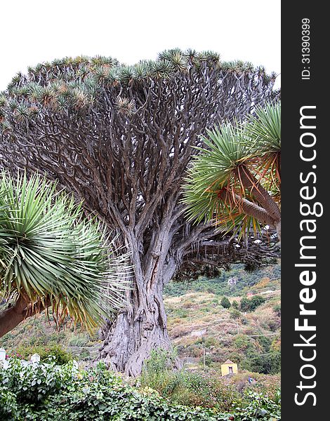 Native to the island of Tenerife this Dragon tree is the largest and oldest on the island. It is in Icod de los Vinos.