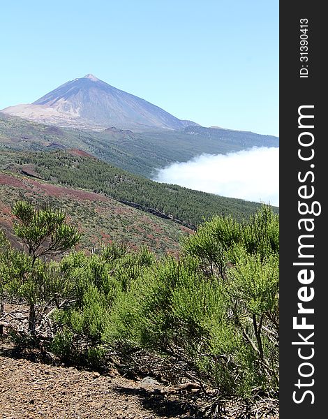 Mount Teide on the island of Tenerife, the Canary Islands. Taken during spring when the wild flowers are on the lower slopes of the Mountain.