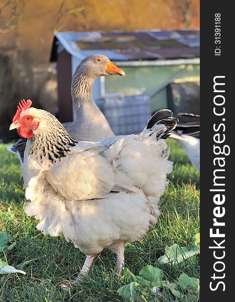 White hen and goose in a farmyard