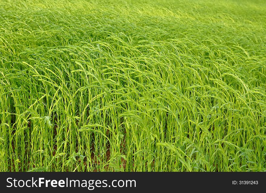 Field Of Flax