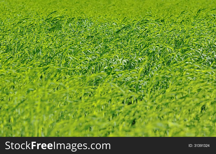 Field of green flax bent by the wind. Field of green flax bent by the wind
