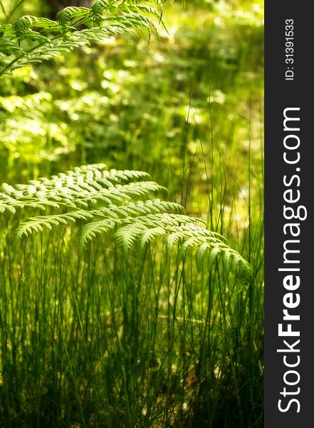 Fern in the forest,morning light and orton effect