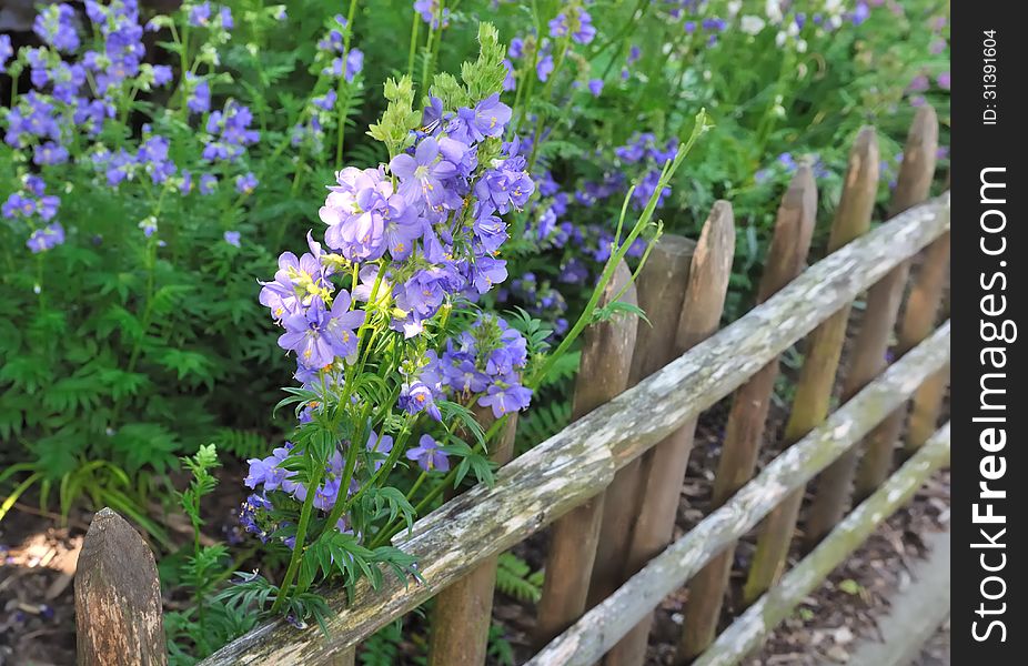 A pretty ornate wooden fence. A pretty ornate wooden fence