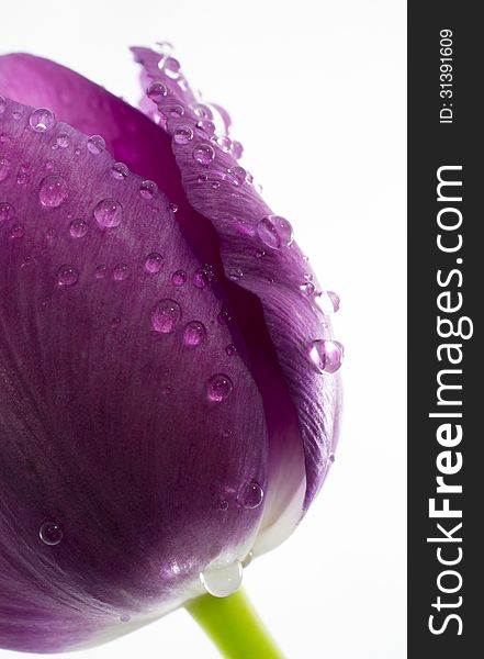 Water droplets on a purple tulip. Water droplets on a purple tulip