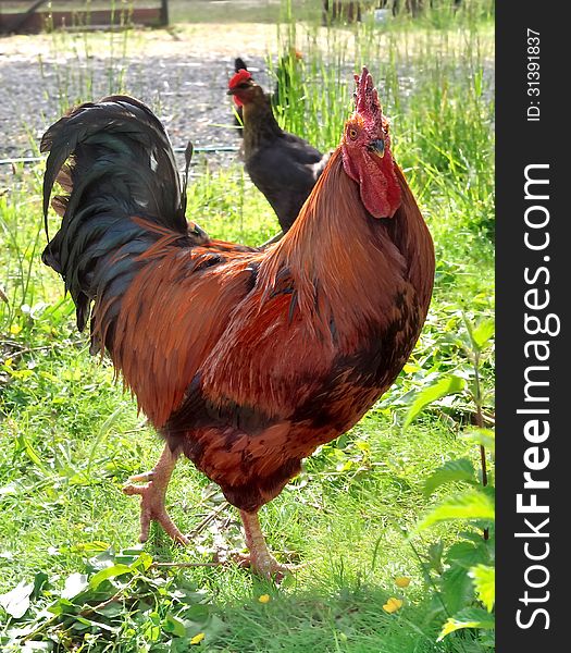 Closeup on abeautiful colored rooster. Closeup on abeautiful colored rooster