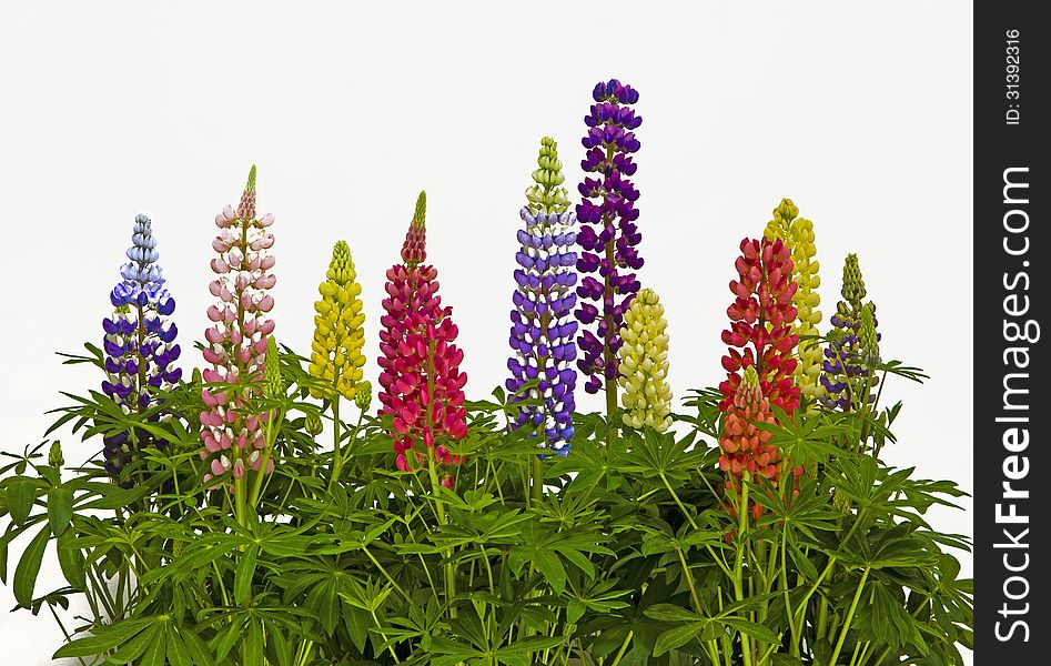 View of multi coloured Lupins on a plain background