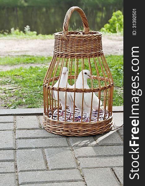 Two white pigeons in a wicker cage. In the background is a pond