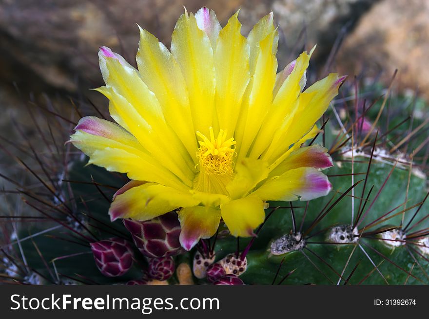 Flower Of Echinocactus.