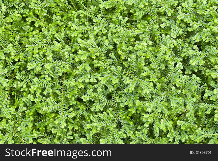 Selaginella kraussiana ( Trailing Selaginella ) small plant with creeping stems forms dense mats of green foliage. Selaginella kraussiana ( Trailing Selaginella ) small plant with creeping stems forms dense mats of green foliage