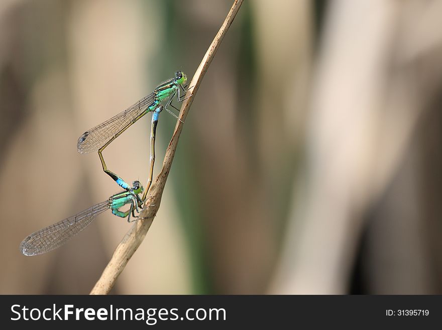 Photograped damesflies which copulate in a waterside. Photograped damesflies which copulate in a waterside.