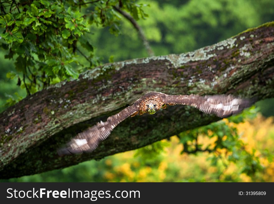 Buzzard in flight from a tree