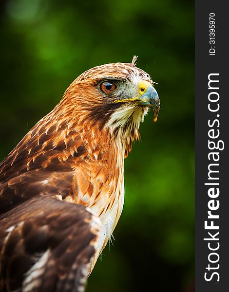 Buzzard portrait in the rain