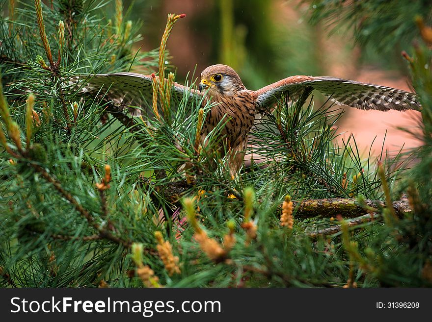 Kestrel in a pine tree