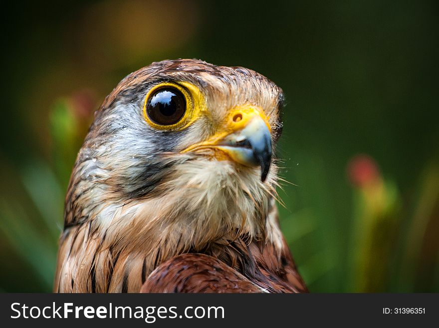 Kestrel in a pine tree