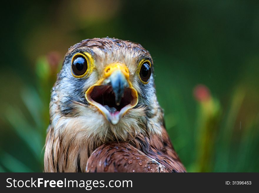 Kestrel in a pine tree