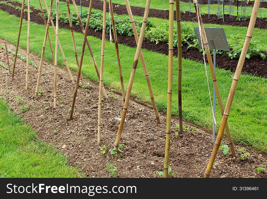 Backyard Garden With The Start Of Pole Beans