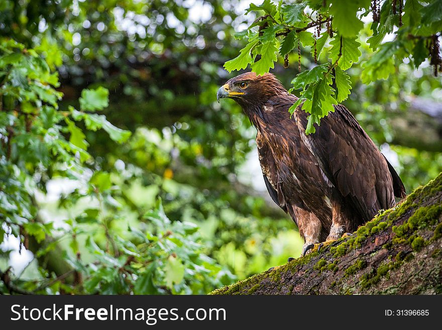 Steppe eagle in a tree waiting for a flight